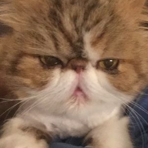 Meet your Posher, Esther